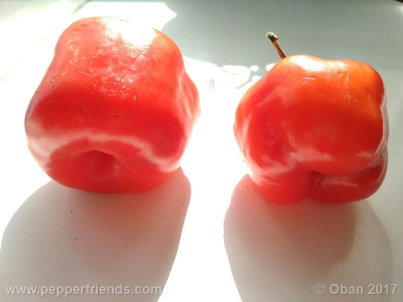 rocoto-manzana_001_frutto_13.jpg