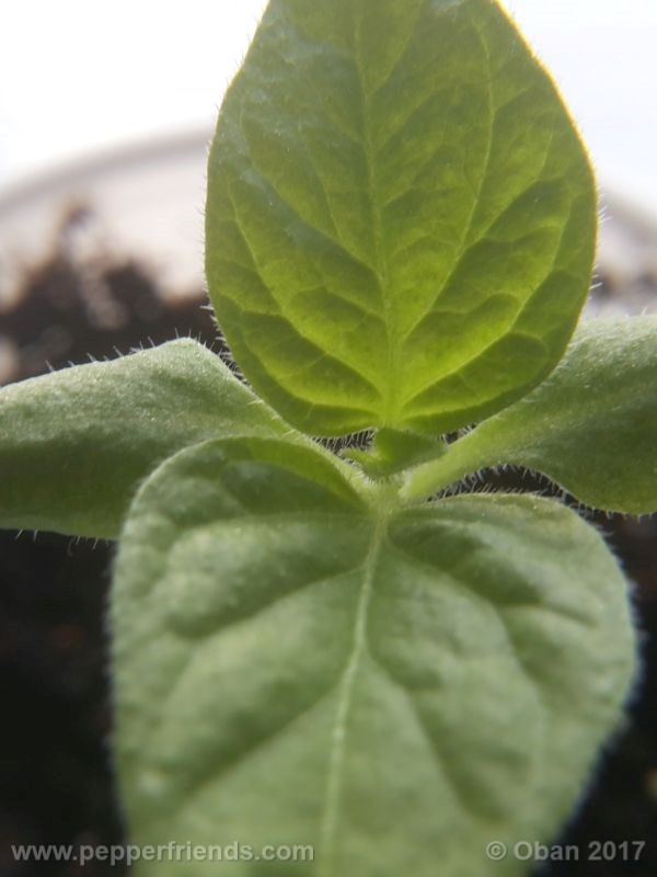 rocoto-manzana_001_pianta_06.jpg