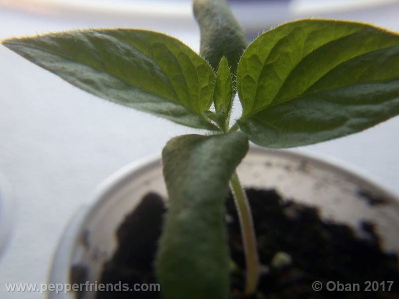 rocoto-manzana_001_pianta_07.jpg