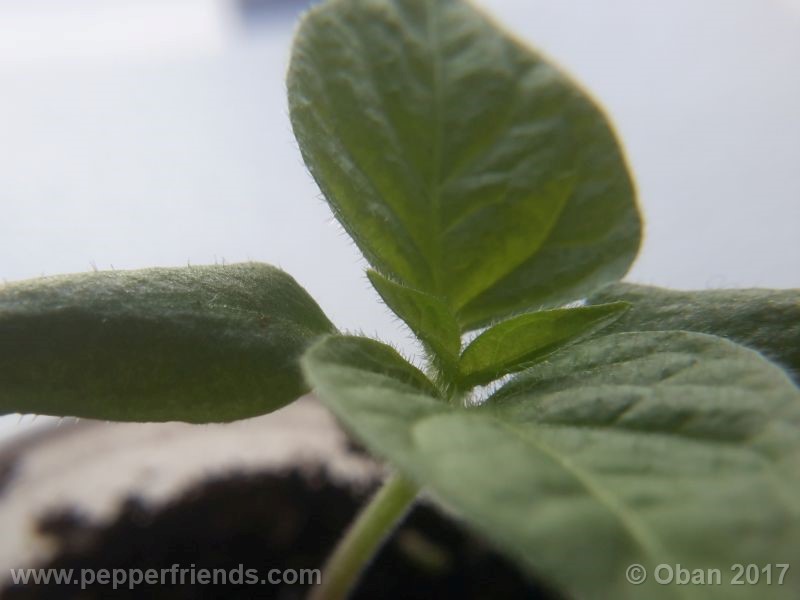rocoto-manzana_001_pianta_08.jpg