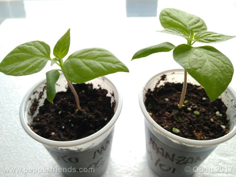 rocoto-manzana_001_pianta_09.jpg