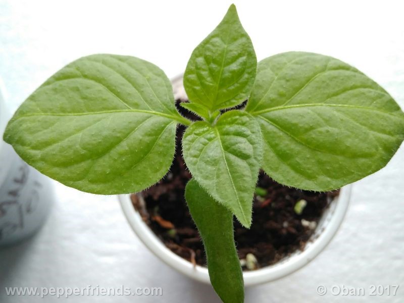 rocoto-manzana_001_pianta_10.jpg