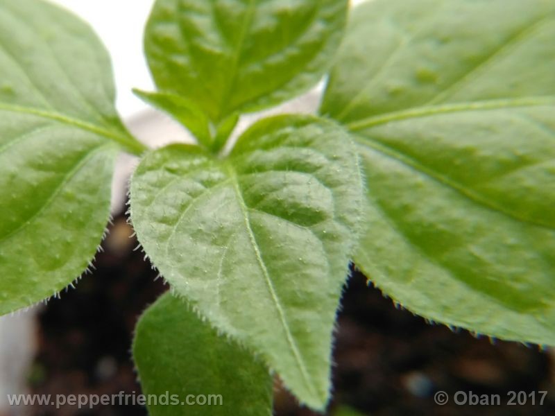 rocoto-manzana_001_pianta_11.jpg