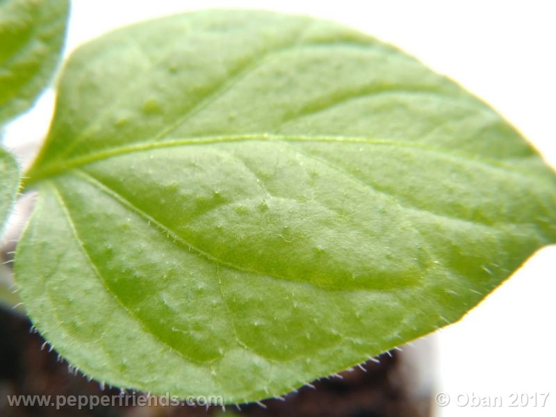 rocoto-manzana_001_pianta_12.jpg