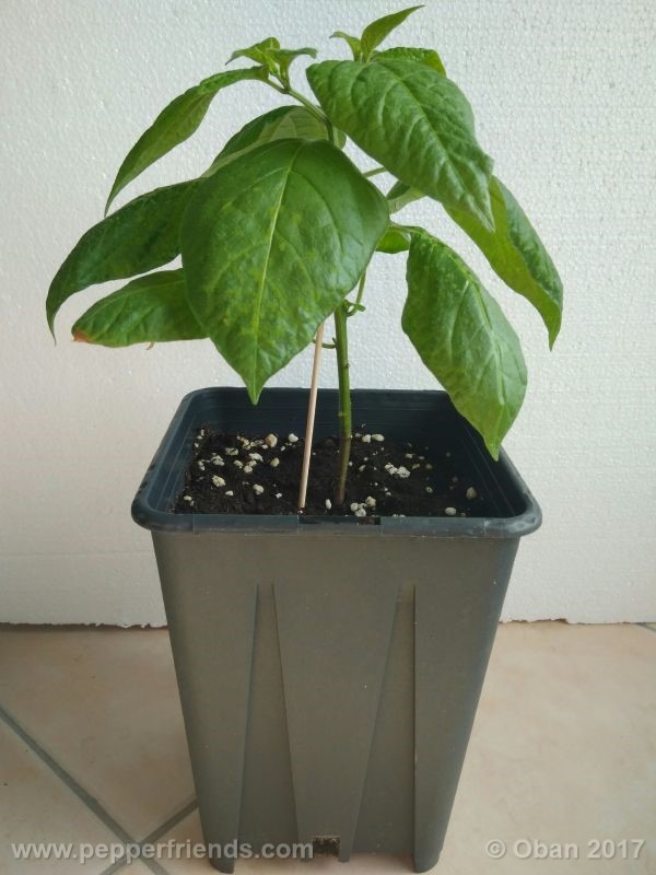 rocoto-manzana_001_pianta_14.jpg