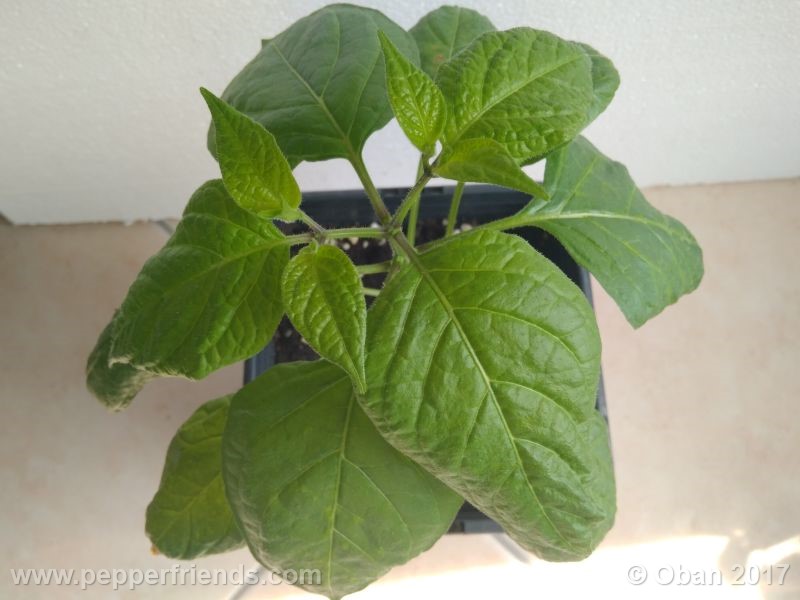 rocoto-manzana_001_pianta_15.jpg