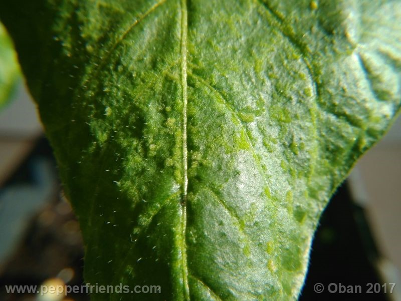 rocoto-manzana_001_pianta_17.jpg
