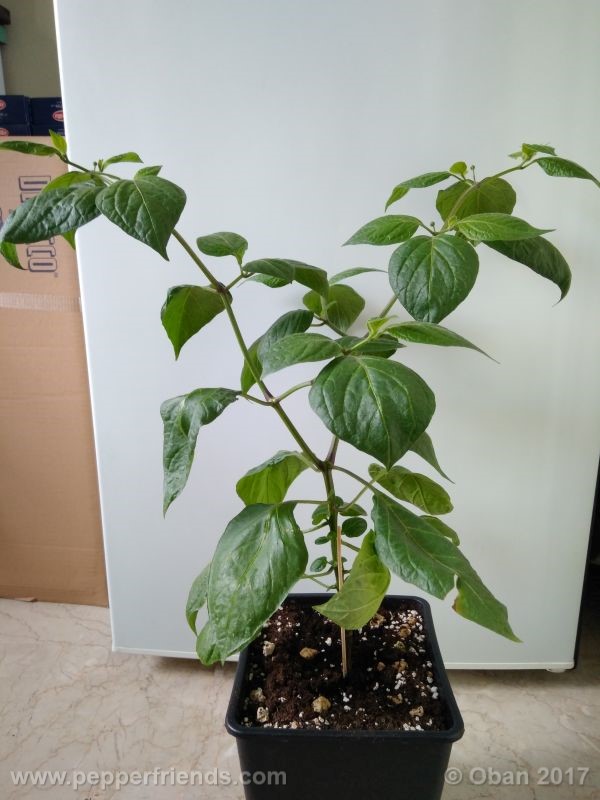 rocoto-manzana_001_pianta_18.jpg