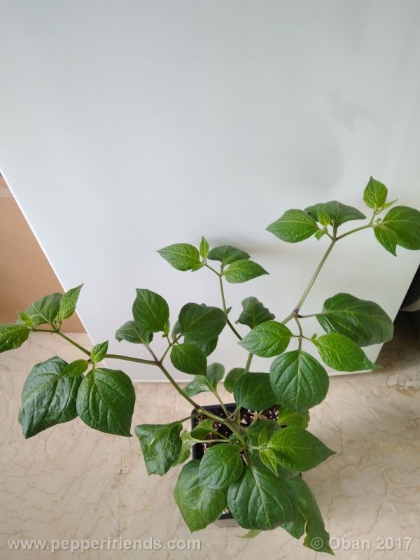 rocoto-manzana_001_pianta_19.jpg