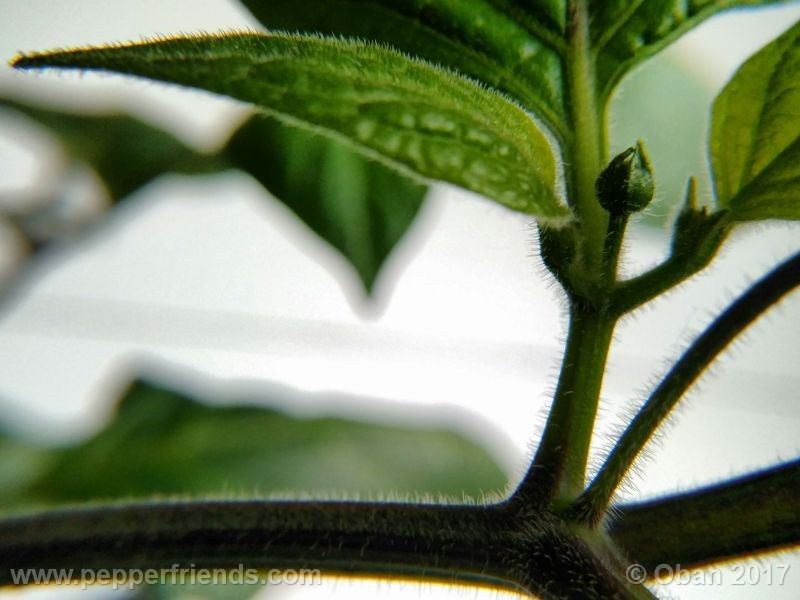rocoto-manzana_001_pianta_20.jpg