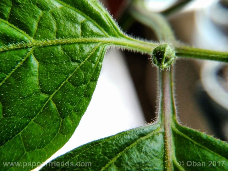 rocoto-manzana_001_pianta_22.jpg