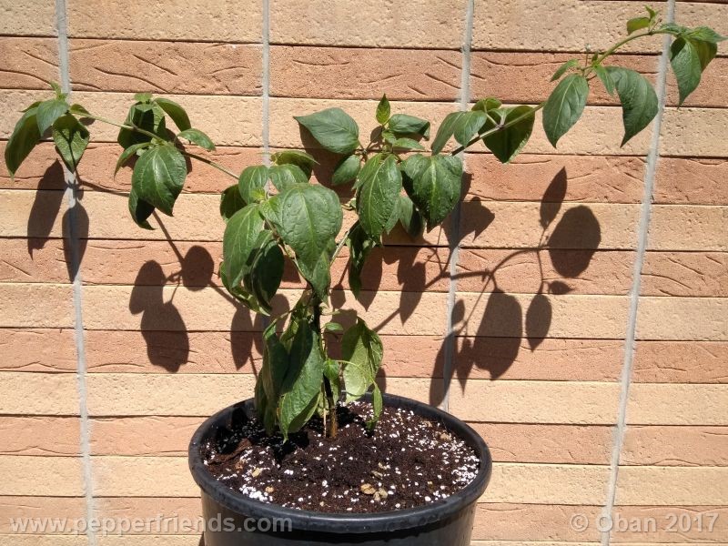 rocoto-manzana_001_pianta_23.jpg