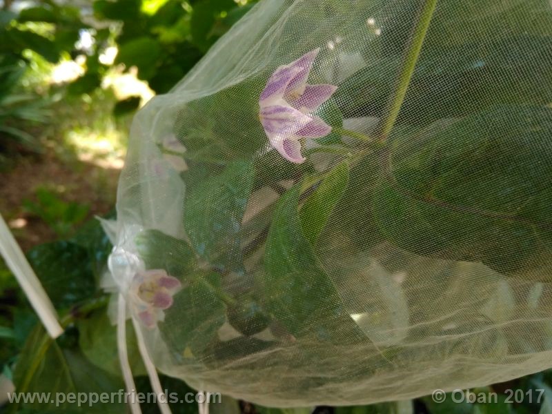 rocoto-manzana_001_pianta_26.jpg