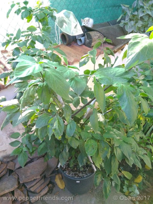 rocoto-manzana_001_pianta_27.jpg