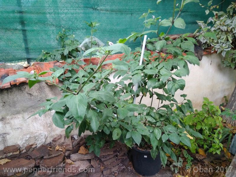 rocoto-manzana_001_pianta_28.jpg