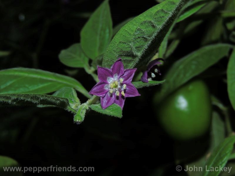 rocoto-manzano-yellow_001_fiore_01.jpg