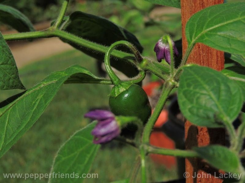 rocoto-manzano-yellow_001_fiore_03.jpg