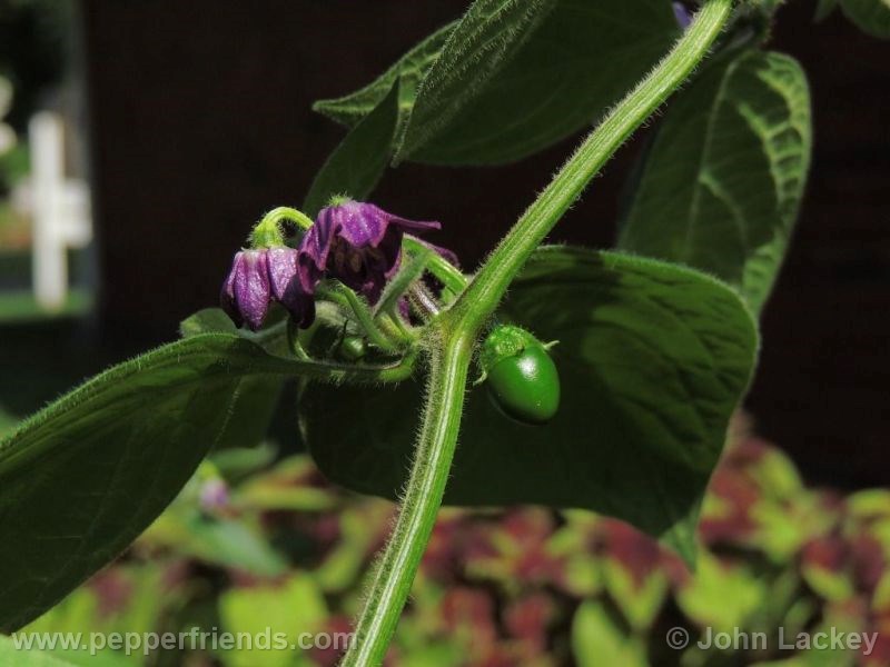 rocoto-manzano-yellow_001_fiore_04.jpg