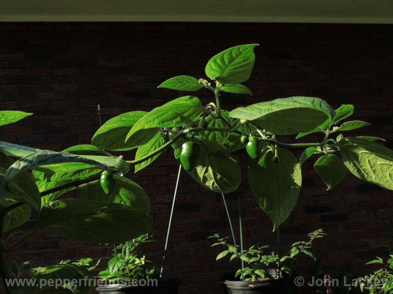 rocoto-manzano-yellow_001_frutto_01.jpg