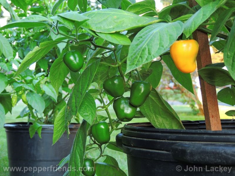 rocoto-manzano-yellow_001_frutto_02.jpg