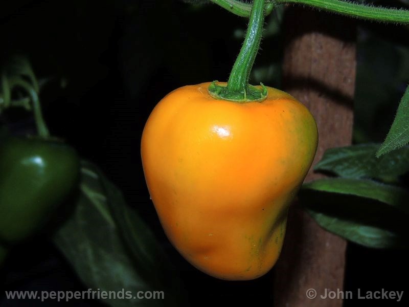 https://www.pepperfriends.org/uploads/rocoto-manzano-yellow/001/rocoto-manzano-yellow_001_frutto_03.jpg