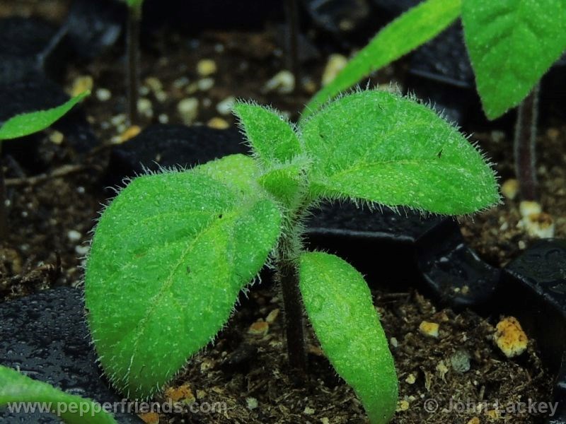 rocoto-manzano-yellow_001_pianta_01.jpg