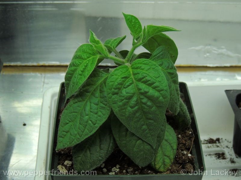 rocoto-manzano-yellow_001_pianta_02.jpg