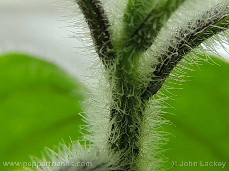 rocoto-manzano-yellow_001_pianta_03.jpg