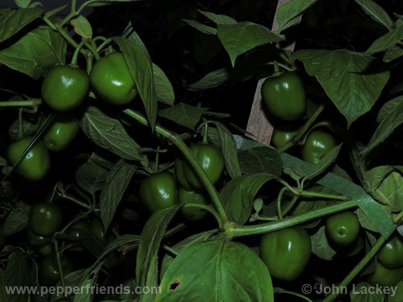 rocoto-manzano-yellow_001_pianta_04.jpg