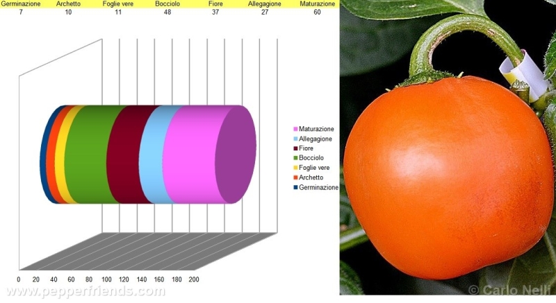 rocoto-marlene_001_as_01.jpg