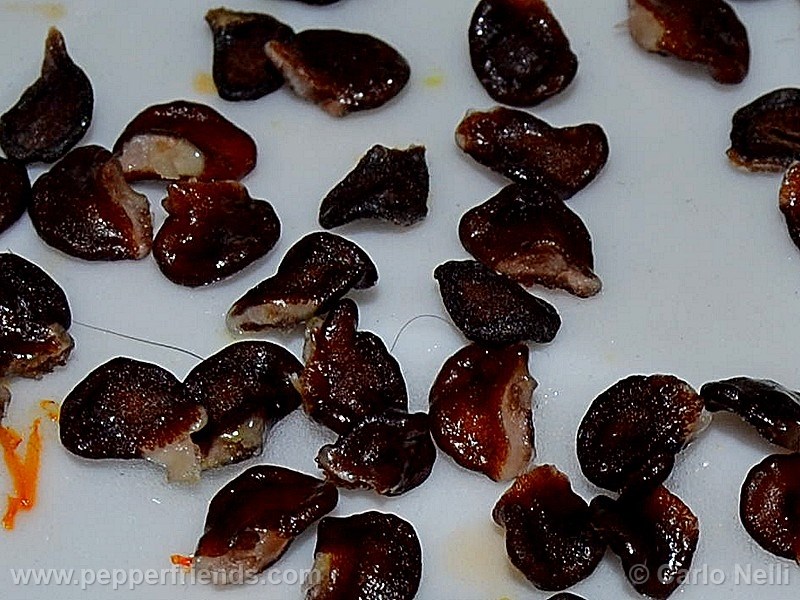 rocoto-marlene_001_asemi_01.jpg