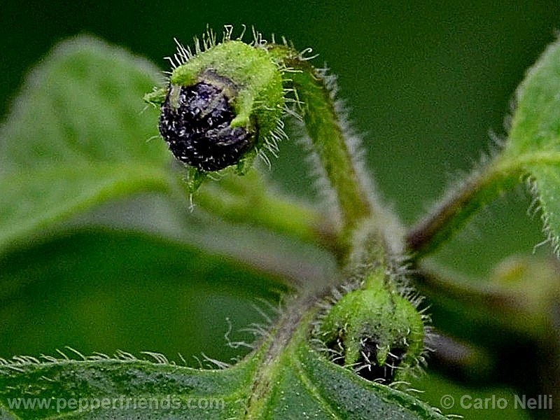 rocoto-marlene_001_fiore_00.jpg