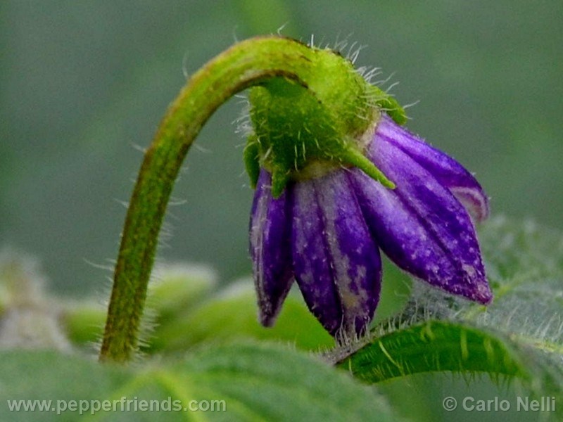 rocoto-marlene_001_fiore_01.jpg