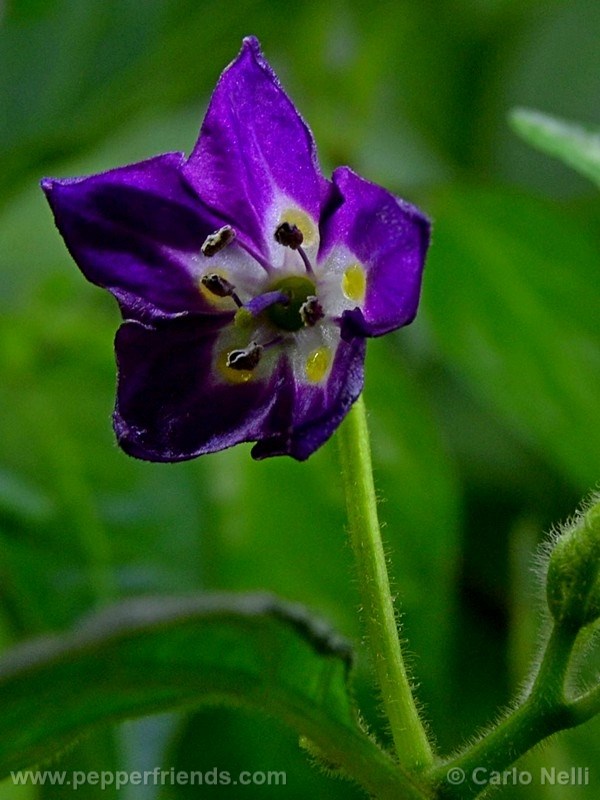 rocoto-marlene_001_fiore_02.jpg