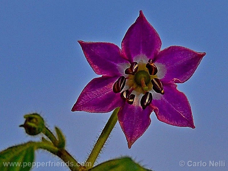 rocoto-marlene_001_fiore_03.jpg