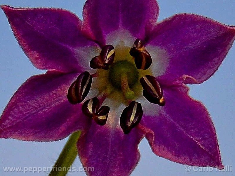 rocoto-marlene_001_fiore_04.jpg