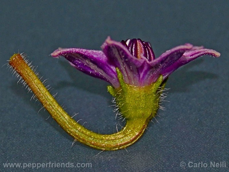 rocoto-marlene_001_fiore_05.jpg