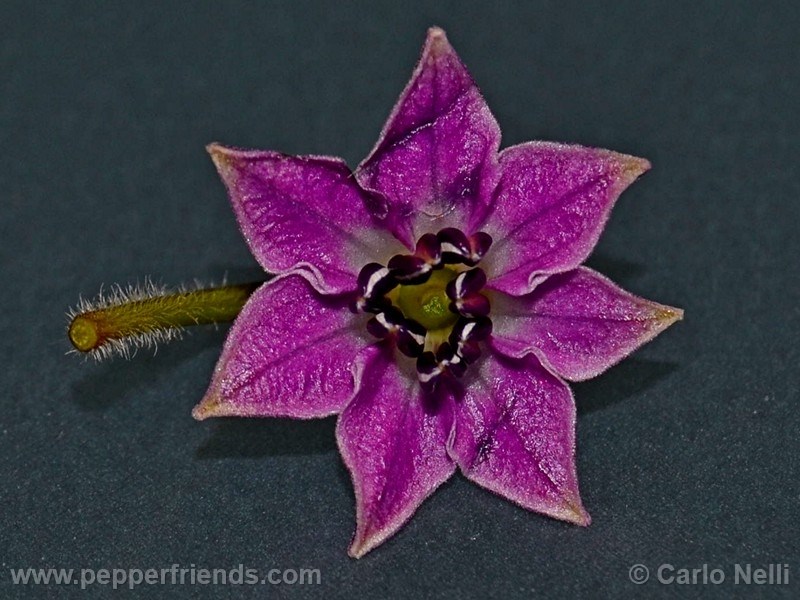 rocoto-marlene_001_fiore_06.jpg