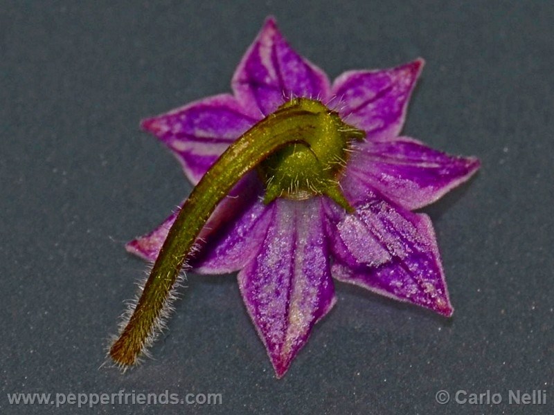 rocoto-marlene_001_fiore_07.jpg