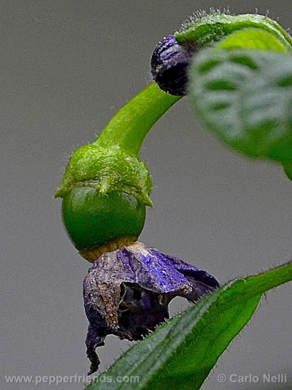 rocoto-marlene_001_frutto_01.jpg