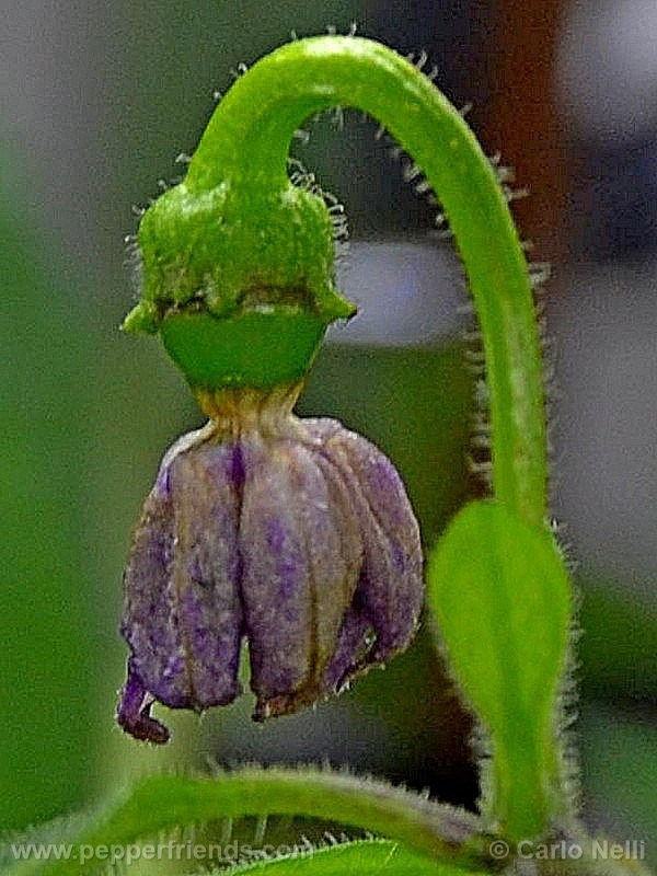 rocoto-marlene_001_frutto_02.jpg