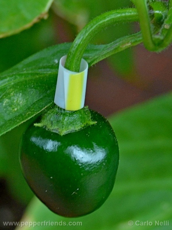 rocoto-marlene_001_frutto_03.jpg
