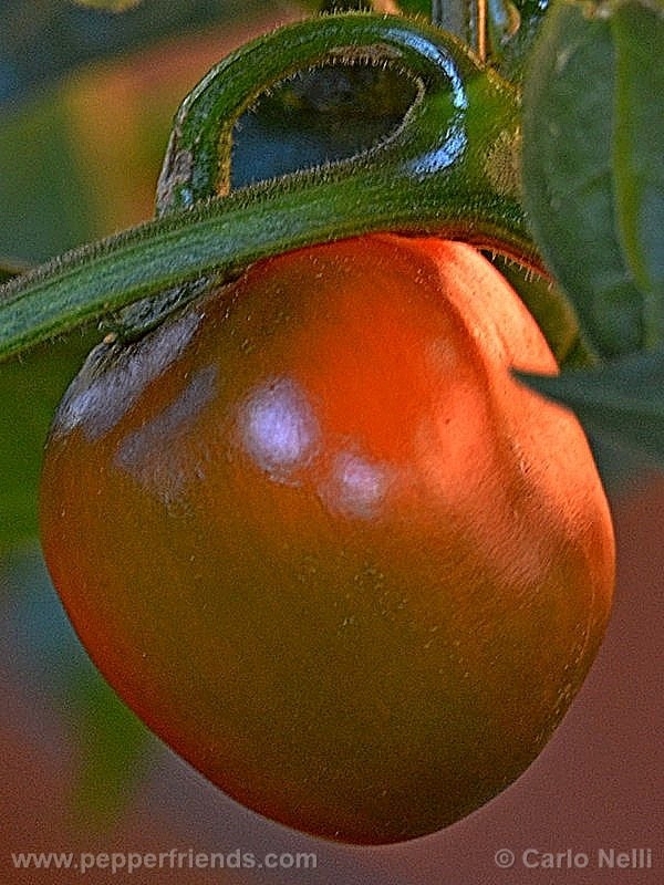 rocoto-marlene_001_frutto_04.jpg