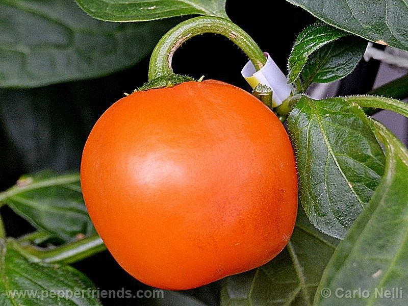 https://www.pepperfriends.org/uploads/rocoto-marlene/001/rocoto-marlene_001_frutto_05.jpg