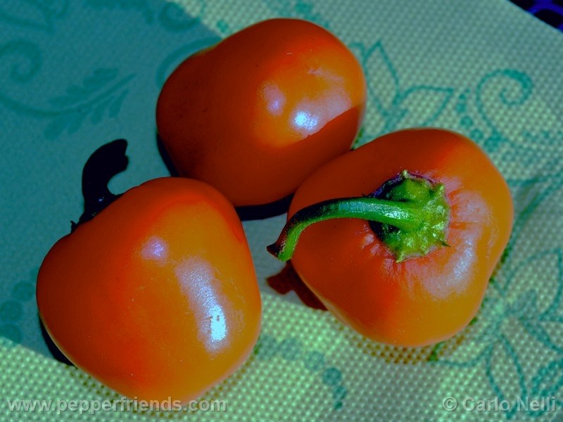 rocoto-marlene_001_frutto_06.jpg