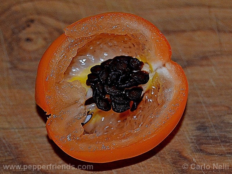 rocoto-marlene_001_frutto_07.jpg