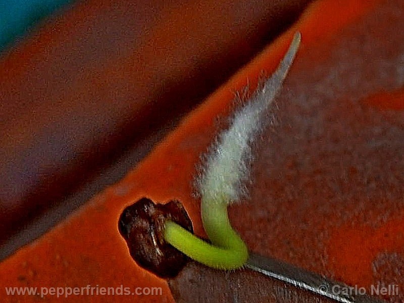 rocoto-marlene_001_pianta_01.jpg