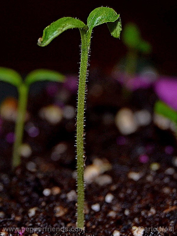 rocoto-marlene_001_pianta_02.jpg