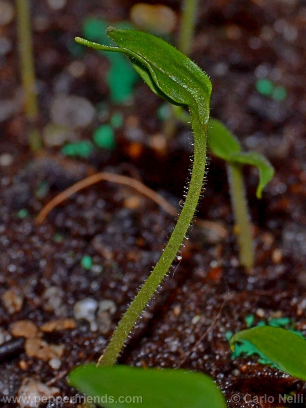 rocoto-marlene_001_pianta_03.jpg