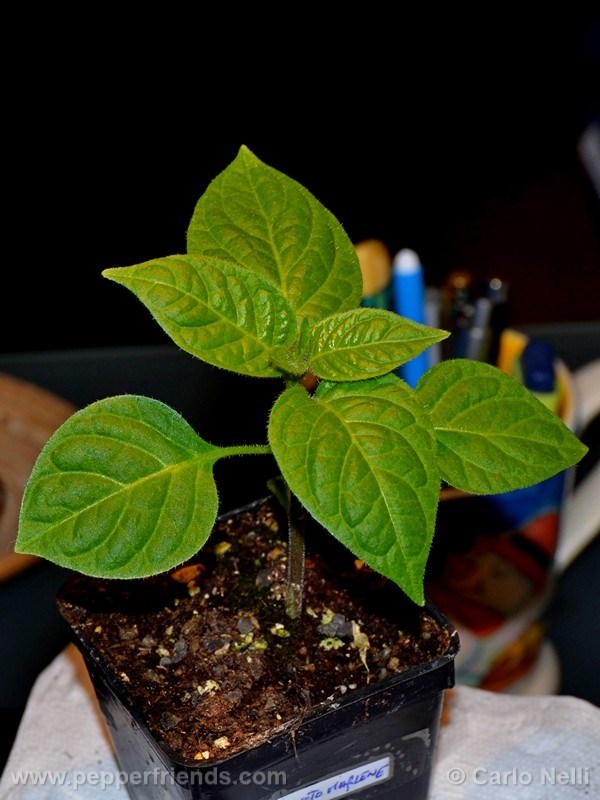 rocoto-marlene_001_pianta_04.jpg